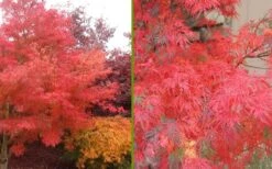 Seiryu Japanese Maple - 1 Gallon Pot 14 Seiryu Japanese Maple - 1 Gallon Pot -Outlet Drip Mingle Store Japanese Maple Seiryu Fall Color 3