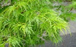Seiryu Japanese Maple - 5 Gallon Pot 13 Seiryu Japanese Maple - 5 Gallon Pot -Outlet Drip Mingle Store Japanese Maple Seiryu Spring Color 2