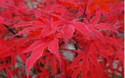 Shirazz Japanese Maple - 1 Gallon Pot 15 Shirazz Japanese Maple - 1 Gallon Pot -Outlet Drip Mingle Store Japanese Maple Shirazz 10 2