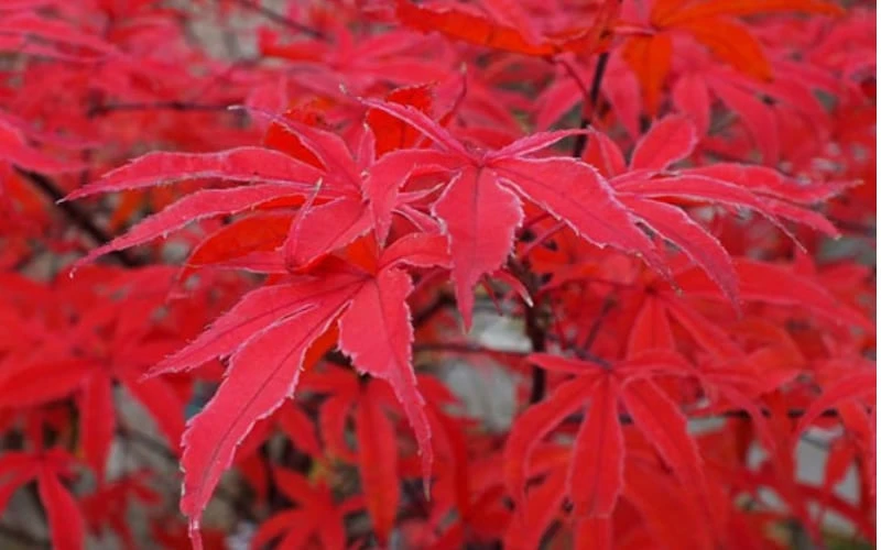 Shirazz Japanese Maple - 5 Gallon Pot (4-5') 9 Shirazz Japanese Maple - 5 Gallon Pot (4-5') - Image 7