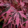 Shirazz Japanese Maple - 5 Gallon Pot (2-3') -Outlet Drip Mingle Store Japanese Maple Shirazz 12 1