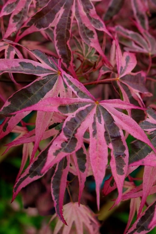 Shirazz Japanese Maple - 5 Gallon Pot (4-5') 3 Shirazz Japanese Maple - 5 Gallon Pot (4-5')