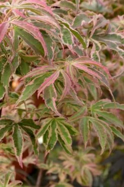 Shirazz Japanese Maple - 5 Gallon Pot (2-3') 14 Shirazz Japanese Maple - 5 Gallon Pot (2-3') -Outlet Drip Mingle Store Japanese Maple Shirazz 13 1