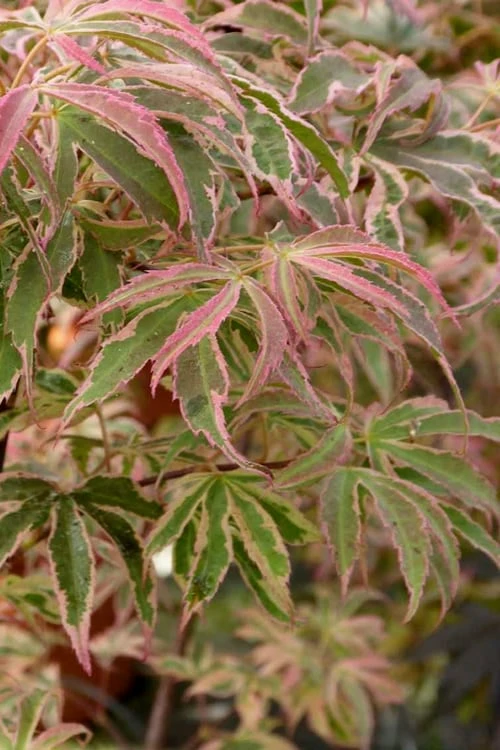 Shirazz Japanese Maple - 5 Gallon Pot (2-3') 8 Shirazz Japanese Maple - 5 Gallon Pot (2-3') - Image 6