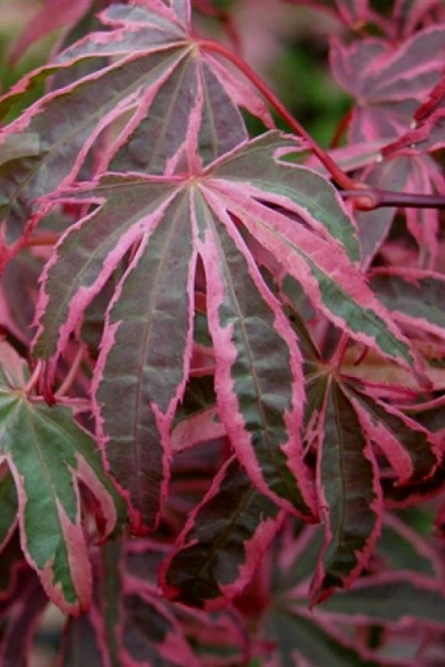 Shirazz Japanese Maple - 1 Gallon Pot 7 Shirazz Japanese Maple - 1 Gallon Pot - Image 5