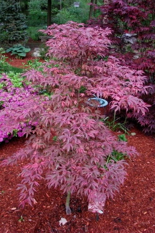Shirazz Japanese Maple - 5 Gallon Pot (2-3') 6 Shirazz Japanese Maple - 5 Gallon Pot (2-3') - Image 4