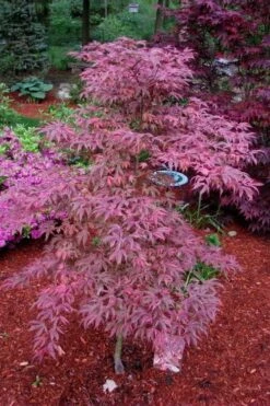 Shirazz Japanese Maple - 1 Gallon Pot 12 Shirazz Japanese Maple - 1 Gallon Pot -Outlet Drip Mingle Store Japanese Maple Shirazz 7 2