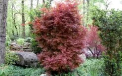 Skeeter's Broom Japanese Maple - 2 Gallon Pot -Outlet Drip Mingle Store Japanese Maple Skeeters Broom 3