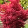 Skeeter's Broom Japanese Maple - 2 Gallon Pot 2 Skeeter's Broom Japanese Maple - 2 Gallon Pot -Outlet Drip Mingle Store Japanese Maple Skeeters Broom 500x750 4