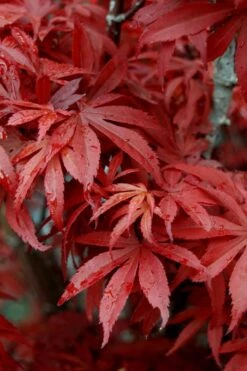 Skeeter's Broom Japanese Maple - 1 Gallon Pot -Outlet Drip Mingle Store Japanese Maple Skeeters Broom 6
