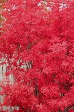 Skeeter's Broom Japanese Maple - 2 Gallon Pot -Outlet Drip Mingle Store Japanese Maple Skeeters Broom 7 3