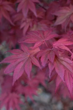 Skeeter's Broom Japanese Maple - 3 Gallon Pot 14 Skeeter's Broom Japanese Maple - 3 Gallon Pot -Outlet Drip Mingle Store Japanese Maple Skeeters Broom 8 2