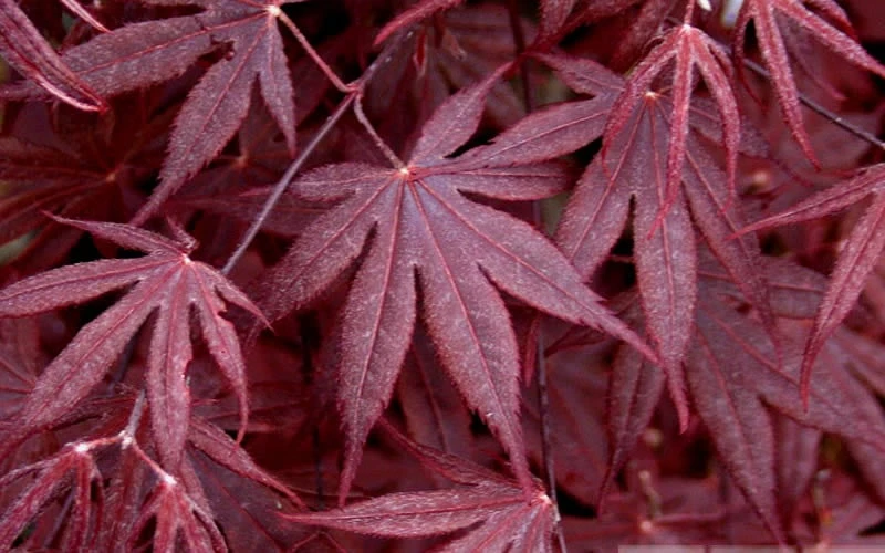 Bloodgood Red Leaf Japanese Maple - 2 Gallon Pot 6 Bloodgood Red Leaf Japanese Maple - 2 Gallon Pot - Image 4