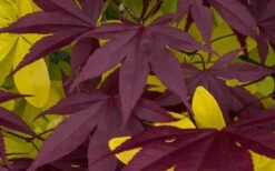 Bloodgood Red Leaf Japanese Maple - 2 Gallon Pot 15 Bloodgood Red Leaf Japanese Maple - 2 Gallon Pot -Outlet Drip Mingle Store Japanese Maple Summer Color 1