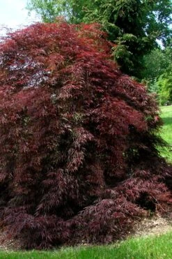 Tamukeyama Dwarf Red Japanese Maple - 2 Gallon Pot -Outlet Drip Mingle Store Japanese Maple Tamukeyama 10 4