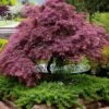 Tamukeyama Dwarf Red Japanese Maple - 5 Gallon Pot 1 Tamukeyama Dwarf Red Japanese Maple - 5 Gallon Pot -Outlet Drip Mingle Store Japanese Maple Tamukeyama 11
