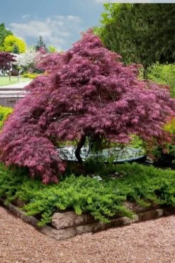 Tamukeyama Dwarf Red Japanese Maple - 3 Gallon Pot (High Grafted Tree Form) -Outlet Drip Mingle Store Japanese Maple Tamukeyama 11 5