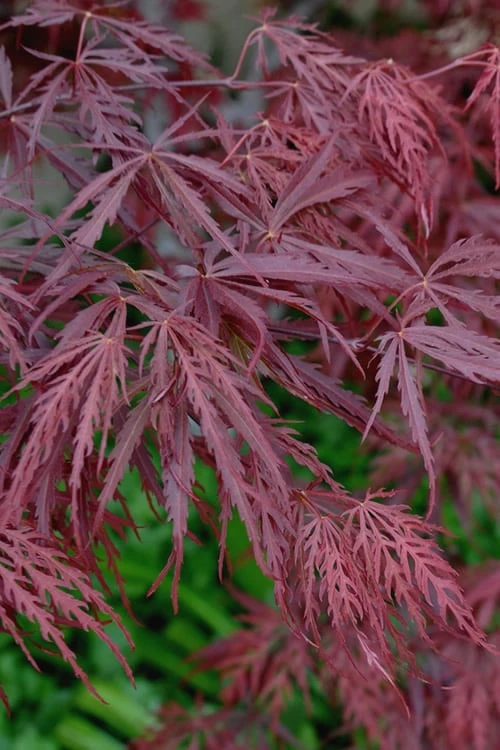 Tamukeyama Dwarf Red Japanese Maple (High Graft Tree Form)- 3 Gallon Pot 8 Tamukeyama Dwarf Red Japanese Maple (High Graft Tree Form)- 3 Gallon Pot - Image 6