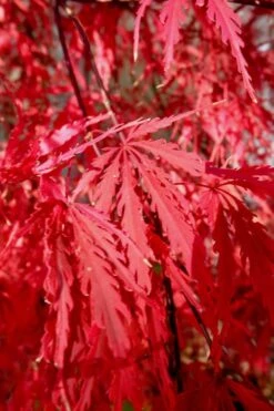 English Lace Japanese Maple - 6 Gallon Pot*B5 16 English Lace Japanese Maple - 6 Gallon Pot*B5 -Outlet Drip Mingle Store Japanese Maple Tamukeyama 14 5