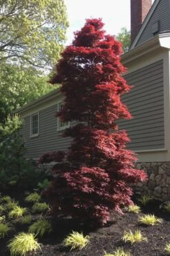 Twombly's Red Sentinel Japanese Maple - 5 Gallon Pot (5-6') -Outlet Drip Mingle Store Japanese Maple Twomblys Red Sentinel 10