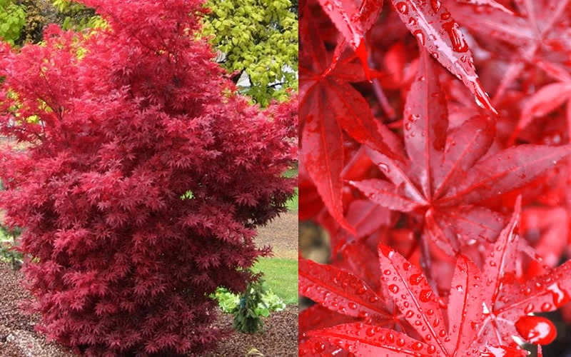 Twombly's Red Sentinel Japanese Maple - 1 Gallon Pot 9 Twombly's Red Sentinel Japanese Maple - 1 Gallon Pot - Image 7