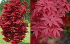 Twombly's Red Sentinel Japanese Maple - 5 Gallon Pot (4-5') 13 Twombly's Red Sentinel Japanese Maple - 5 Gallon Pot (4-5') -Outlet Drip Mingle Store Japanese Maple Twomblys Red Sentinel Spring 2