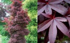 Twombly's Red Sentinel Japanese Maple - 3 Gallon Pot -Outlet Drip Mingle Store Japanese Maple Twomblys Red Sentinel Summer 4