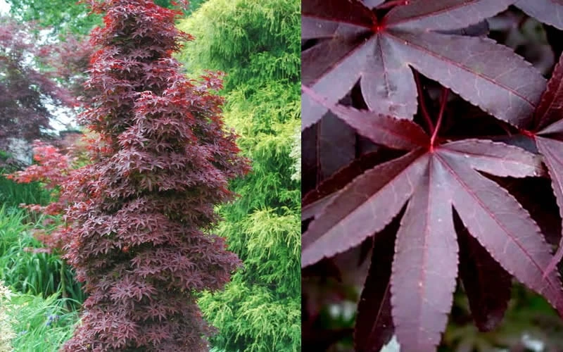 Twombly's Red Sentinel Japanese Maple - 1 Gallon Pot 8 Twombly's Red Sentinel Japanese Maple - 1 Gallon Pot - Image 6