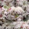 Ukigumo Floating Cloud Ghost Japanese Maple - 3 Gallon Pot (3-4')