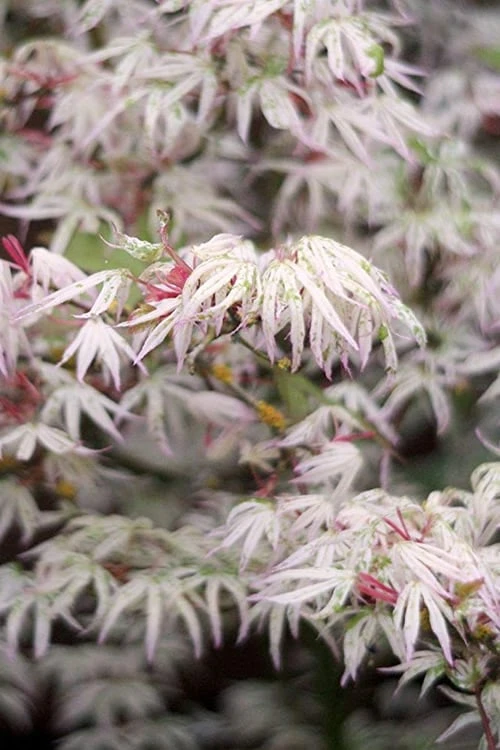 Ukigumo Floating Cloud Ghost Japanese Maple - 3 Gallon Pot (3-4') 3 Ukigumo Floating Cloud Ghost Japanese Maple - 3 Gallon Pot (3-4')
