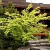 Ukon Japanese Maple (Aoyagi) - 3 Gallon Pot -Outlet Drip Mingle Store Japanese Maple Ukon 4 1