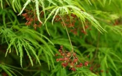 Viridis Dwarf Green Japanese Maple - 2 Gallon Pot -Outlet Drip Mingle Store Japanese Maple Viridis 11