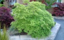 Viridis Dwarf Green Japanese Maple - 1 Gallon Pot -Outlet Drip Mingle Store Japanese Maple Viridis 17 1