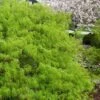 Viridis Dwarf Green Japanese Maple - 2 Gallon Pot -Outlet Drip Mingle Store Japanese Maple Viridis 21