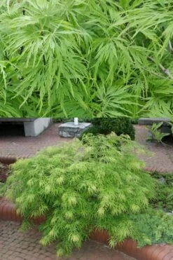 Viridis Dwarf Green Japanese Maple - 1 Gallon Pot -Outlet Drip Mingle Store Japanese Maple Viridis 500x750 2