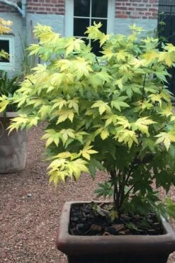 Orange Dream Japanese Maple - 1 Gallon Pot 13 Orange Dream Japanese Maple - 1 Gallon Pot -Outlet Drip Mingle Store Japanese maple orange Dream 5 1