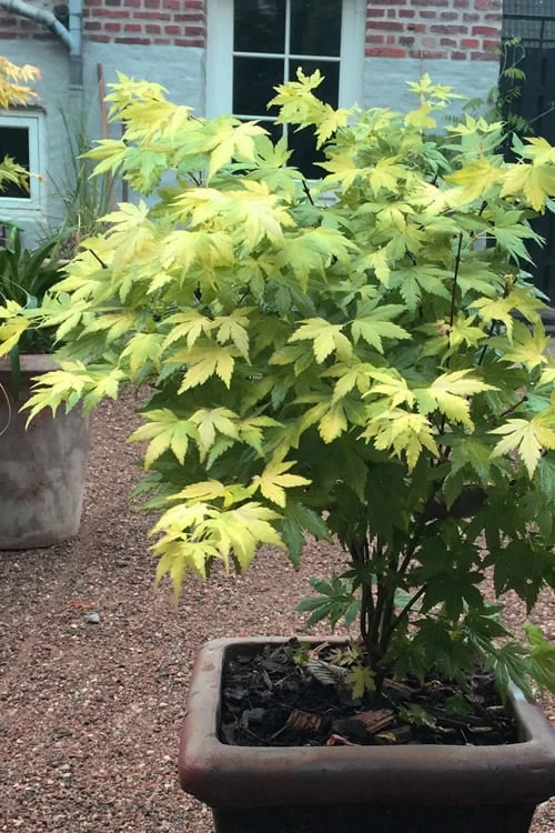 Orange Dream Japanese Maple - 1 Gallon Pot 7 Orange Dream Japanese Maple - 1 Gallon Pot - Image 5