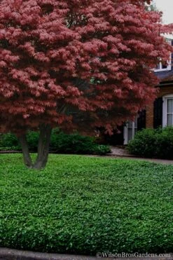 Asian Jasmine (Trachelospermum Asiaticum) - 36 Pack Of 3.5" Pint Pots -Outlet Drip Mingle Store Jasmine Asian 21 2