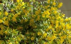 Butterscotch Yellow Jasmine (Jessamine) - Gelsemium Sempervirens - 1 Gallon Pot -Outlet Drip Mingle Store Jasmine Butterscotch 51