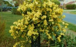 Butterscotch Yellow Jasmine (Jessamine) - Gelsemium Sempervirens - 1 Gallon Pot -Outlet Drip Mingle Store Jasmine Butterscotch 52