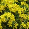 Butterscotch Yellow Jasmine (Jessamine) - Gelsemium Sempervirens - 1 Gallon Pot -Outlet Drip Mingle Store Jasmine Butterscotch Rev 500x750 1