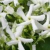 Star Jasmine Vine (Trachelospermum Jasminoides) - 3 Gallon Pot -Outlet Drip Mingle Store Jasmine Confederate 500x750 2