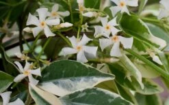 Variegated Confederate Jasmine - Trachelospermum Jasminoides - 1 Gallon Pot -Outlet Drip Mingle Store Jasmine Confederate Variegated Flowers 1