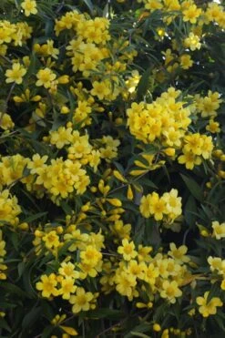 Duet Yellow Jasmine (Jessamine) - 2 Gallon Pot 13 Duet Yellow Jasmine (Jessamine) - 2 Gallon Pot -Outlet Drip Mingle Store Jasmine Duet 5