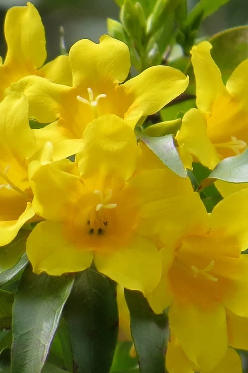 Duet Yellow Jasmine (Jessamine) - 2 Gallon Pot 2 Duet Yellow Jasmine (Jessamine) - 2 Gallon Pot