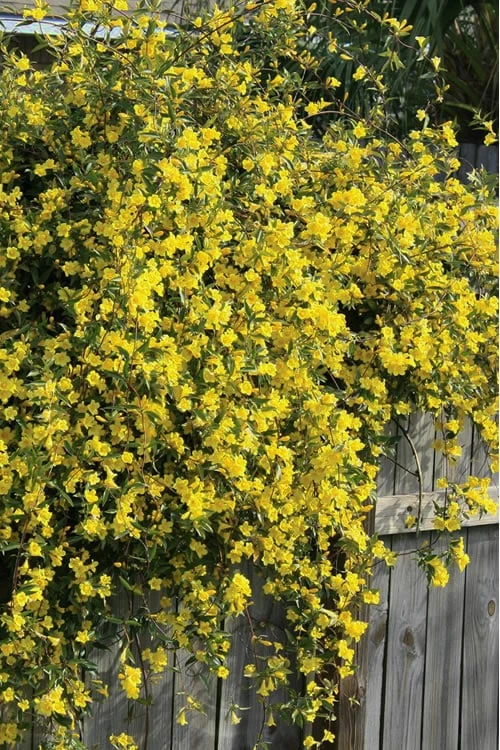 Duet Yellow Jasmine (Jessamine) - 2 Gallon Pot 5 Duet Yellow Jasmine (Jessamine) - 2 Gallon Pot - Image 4