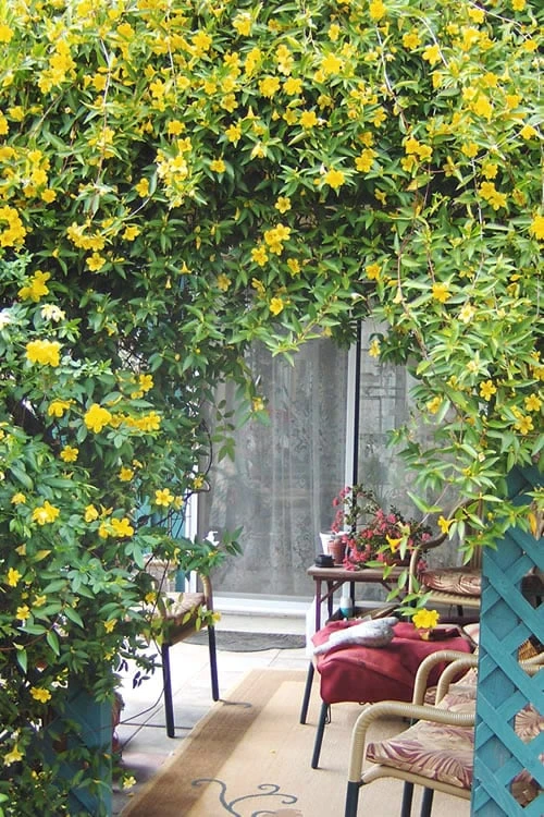 Duet Yellow Jasmine (Jessamine) - 2 Gallon Pot 6 Duet Yellow Jasmine (Jessamine) - 2 Gallon Pot - Image 5