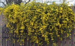 Duet Yellow Jasmine (Jessamine) - 2 Gallon Pot 14 Duet Yellow Jasmine (Jessamine) - 2 Gallon Pot -Outlet Drip Mingle Store Jasmine Duet On Fence