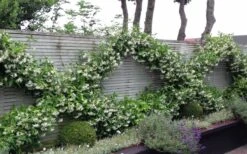 Madison Confederate Jasmine - 6 Pack Of 1 Gallon Pots 12 Madison Confederate Jasmine - 6 Pack Of 1 Gallon Pots -Outlet Drip Mingle Store Jasmine Madison 12 2