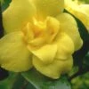 Pride Of Augusta Double Flowering Carolina Jasmine - 2 Gallon Pot -Outlet Drip Mingle Store Jasmine Pride Of Augusta 1